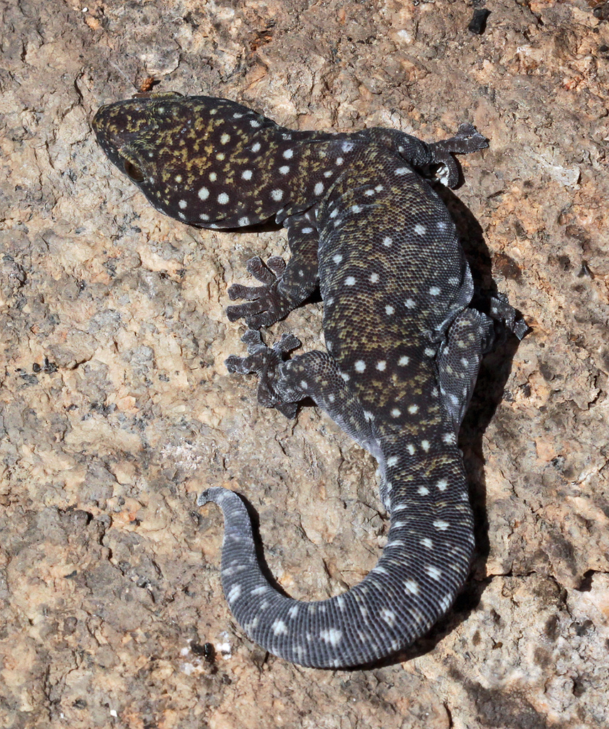 Southern Spotted Velvet Gecko