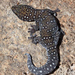 Southern Spotted Velvet Gecko - Photo (c) Michael Jefferies, some rights reserved (CC BY-NC)