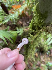 Inocybe pallidicremea