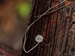 Mycena capillaris