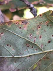 Neuroterus umbilicatus