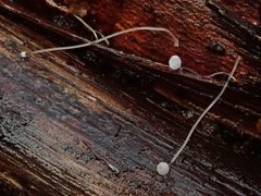 Mycena capillaris