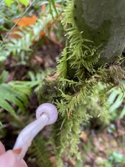 Inocybe pallidicremea
