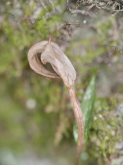 Pterostylis alobula