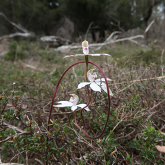Caladenia gracilis