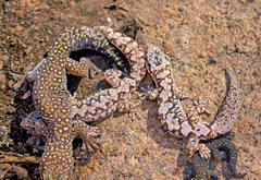 Southern Spotted Velvet Gecko photo 2