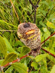 Banksia paludosa paludosa