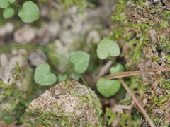 Pterostylis alobula