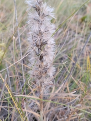 Liatris ligulistylis