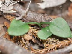 Pterostylis alobula
