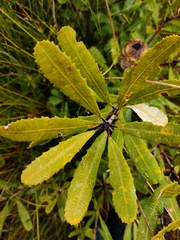 Banksia paludosa paludosa