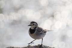 Motacilla alba