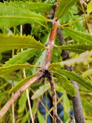 Banksia paludosa paludosa