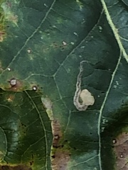 Stigmella quercipulchella