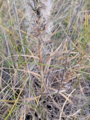 Liatris ligulistylis