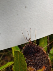Banksia paludosa paludosa
