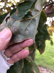 Stigmella quercipulchella