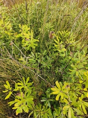Banksia paludosa paludosa