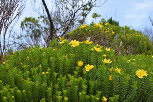 Lavoisiera itambana