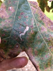 Stigmella quercipulchella