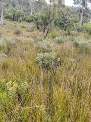 Banksia paludosa paludosa