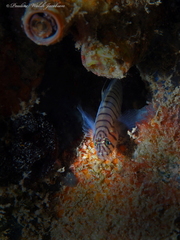 Tigrigobius macrodon