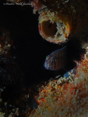 Tigrigobius macrodon