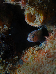 Tigrigobius macrodon