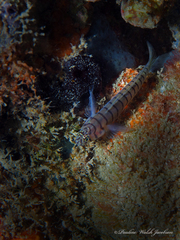 Tigrigobius macrodon