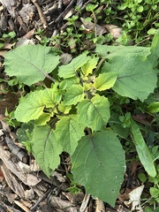 Physalis grisea