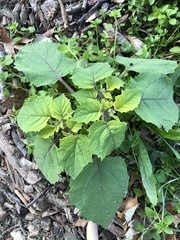 Physalis grisea
