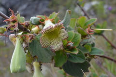Paliavana sericiflora