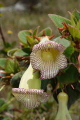 Paliavana sericiflora