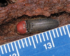 Ampedus rubricollis