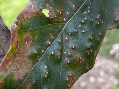 Neuroterus umbilicatus