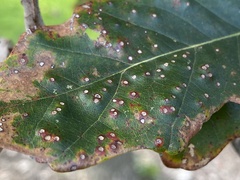 Neuroterus umbilicatus