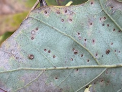 Neuroterus umbilicatus