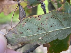 Neuroterus umbilicatus