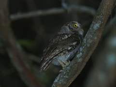 Megascops roboratus