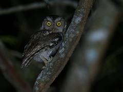Megascops roboratus