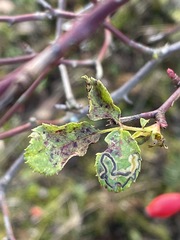 Stigmella anomalella