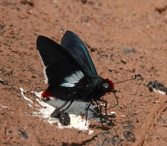 Pyrrhopyge phidias
