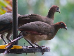 Ortalis erythroptera