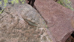 Archaeolacerta bedriagae