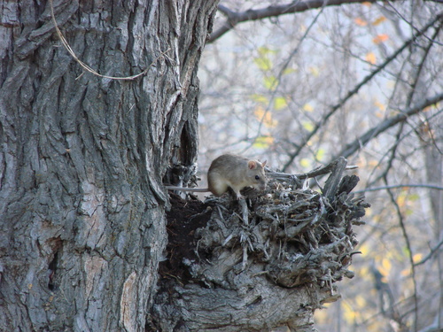 Himalayan Rat (Rattus pyctoris) — Least Concern Mammalia
