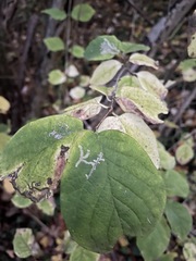Phytomyza lonicerae