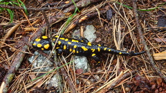 Salamandra corsica