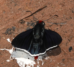 Pyrrhopyge phidias