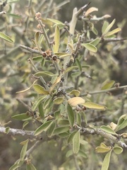 Sarcomphalus obtusifolius canescens