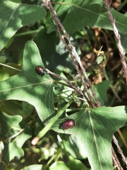 Freudeita cupripennis